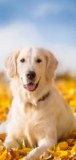 Golden Retriever lying in autumn leaves under a blue sky.