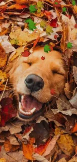 Golden Retriever enjoying autumn leaves playfully.