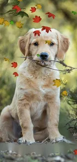 Golden retriever with autumn leaves background.