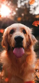 Golden retriever with autumn leaves background.