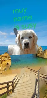 Golden Retriever by the sunny beach with clear blue skies.