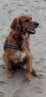 Golden retriever sitting on a sandy beach, looking content.