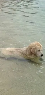 Golden Retriever enjoying a swim in clear blue waters at the beach.