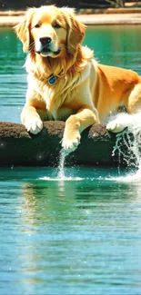 Golden retriever on a log by turquoise lake.