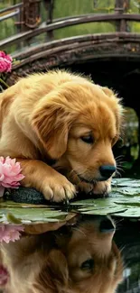 Golden Retriever puppy lying by a pond with flowers.