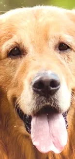 Close-up of a friendly golden retriever with green background.