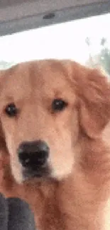 Golden Retriever dog sitting in a car.