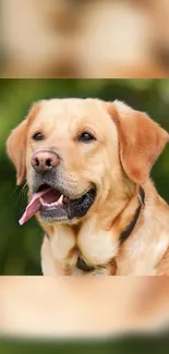 Golden Retriever smiling against a green blurry background.