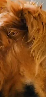 Close-up of a Golden Retriever's soft fur and eye.