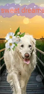 Golden Retriever on bridge at sunset with 'sweet dreams' text.