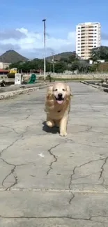 Golden retriever walking on a sunny urban path with blue skies.