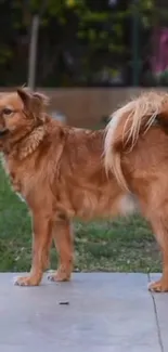 Golden Retriever standing in a lush garden.