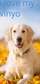 Golden retriever among fall leaves with sky background.