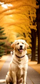 Golden Retriever sitting on autumn path under golden trees.