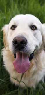 Golden retriever on lush green grass field, looking playful.