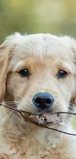 Golden Retriever puppy with a stick in a lush forest setting.