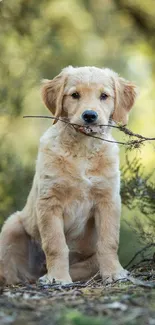 Golden retriever puppy with a stick in a vibrant forest setting.