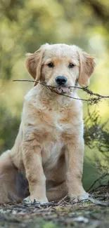 Golden retriever puppy with a stick in lush outdoor setting.