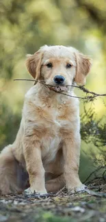 Golden Retriever puppy holding stick in lush forest setting.