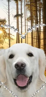 Golden retriever with heart overlay in a sunlit forest background.