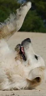 Golden retriever playing in sand under clear sky.