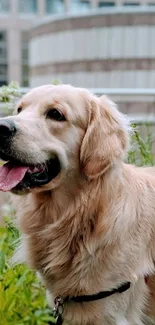 Golden Retriever standing on a rooftop garden in the city.