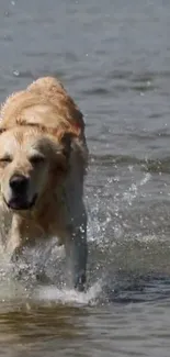 Playful Golden Retriever running in water.