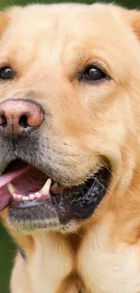 Close-up of a Golden Retriever with a playful expression.