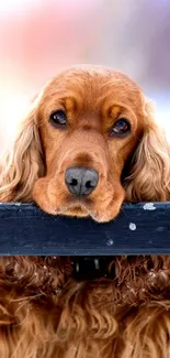 Golden retriever resting head on black fence, looking endearing.