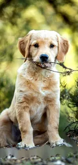 Golden retriever puppy with stick in nature.