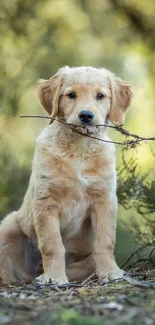 Golden Retriever puppy with stick in a tranquil nature setting.