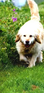 Golden Retriever running on lush green grass