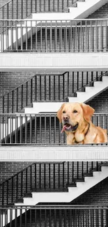 Labrador on a flight of urban brick stairs, blending cityscape and pet imagery.