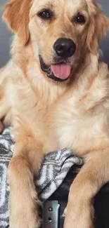 Charming golden retriever resting on a bed, perfect for dog lovers.