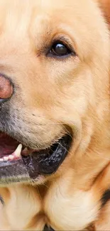 Close-up of a Golden Retriever with a happy expression.