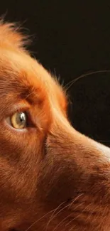 Close-up profile of a golden retriever dog with rich golden brown fur.