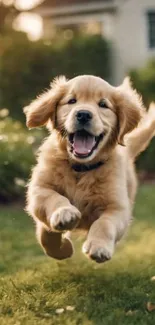 A playful Golden Retriever puppy running in a sunny garden.