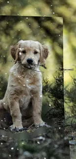 Golden retriever puppy holding a branch in a forest setting.