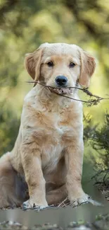 Golden retriever puppy in a serene outdoor setting.