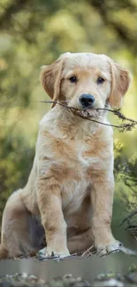 Golden retriever puppy holding a stick in a natural setting.