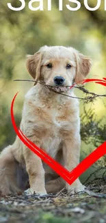 Golden retriever puppy holding stick with red heart design.