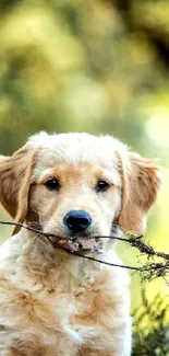 Adorable Golden Retriever puppy sitting with a stick in a lush green forest setting.