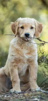 Golden retriever puppy with twig in a tranquil outdoor setting.