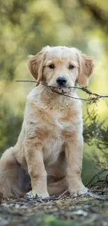 Golden Retriever puppy holding a stick in a forest setting.