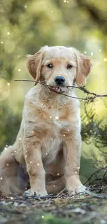 Golden retriever puppy holding a stick outdoors.