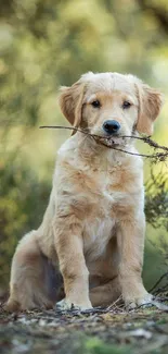 Golden retriever puppy with a stick in a green forest.