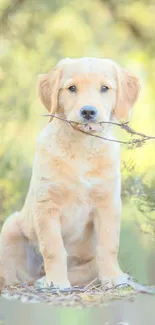 Golden retriever puppy holding a stick in nature.