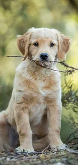 Golden Retriever puppy holding a stick in a natural setting.