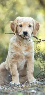 Golden Retriever puppy in a forest setting with green background.