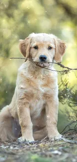 Golden Retriever puppy with a stick in a lush forest.